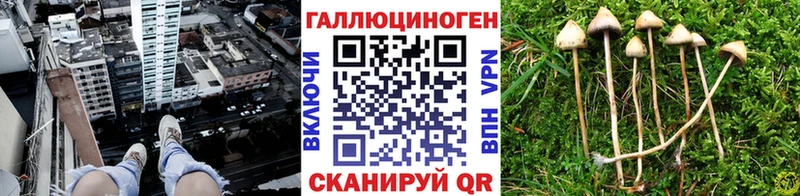 kraken ТОР  Окуловка  Псилоцибиновые грибы Psilocybine cubensis 
